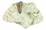 Fossil Crocodyliform (Goniopholidid) Tooth - Colorado #296687-1